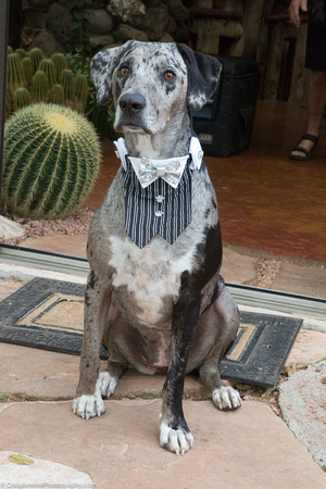 ens and Hound Pet Photography in Scottsdale